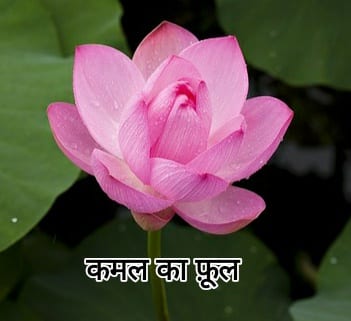 60+ List Of Rare Flowers Name in Hindi With Picture