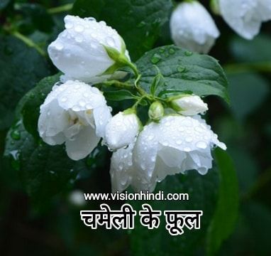 Rare Flowers Name In Hindi With Picture फ ल क न म