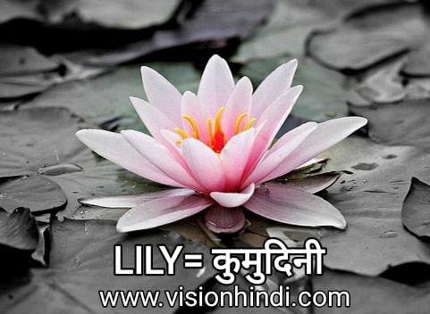 60+ List Of Rare Flowers Name in Hindi With Picture