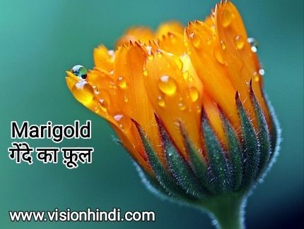 60+ List Of Rare Flowers Name in Hindi With Picture