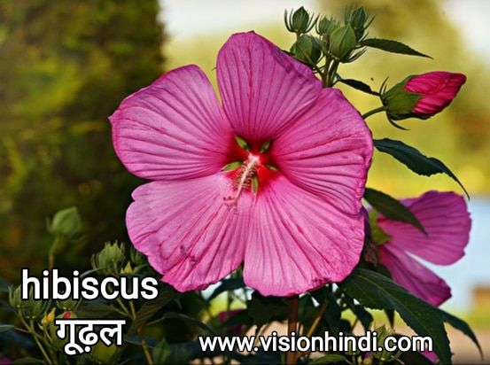 60+ List Of Rare Flowers Name in Hindi With Picture