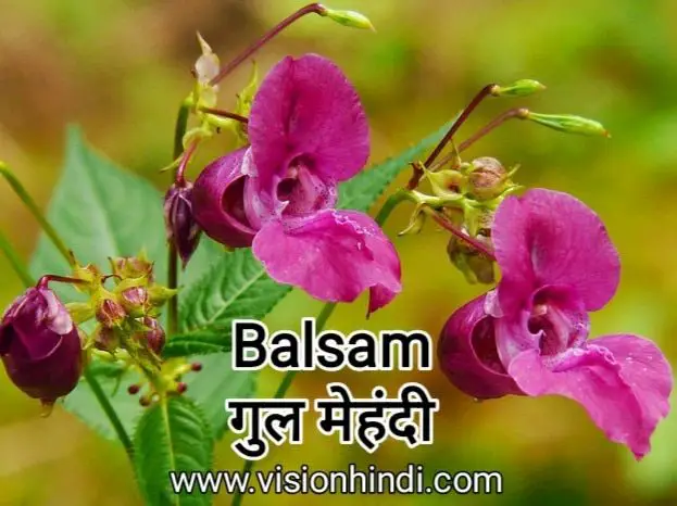 60+ List Of Rare Flowers Name in Hindi With Picture