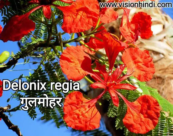 60+ List Of Rare Flowers Name in Hindi With Picture