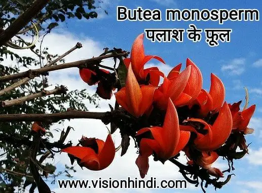 60+ List Of Rare Flowers Name in Hindi With Picture