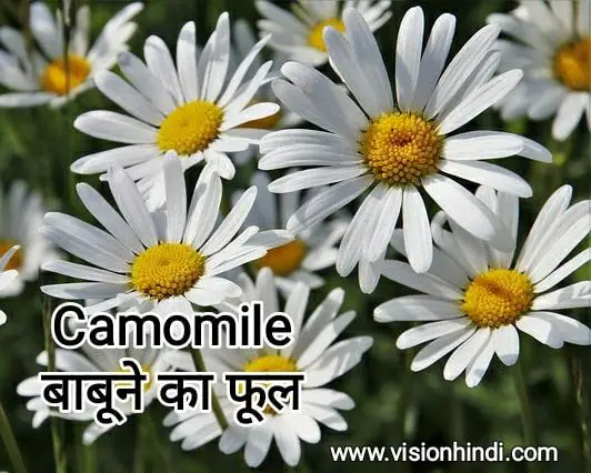 60+ List Of Rare Flowers Name in Hindi With Picture