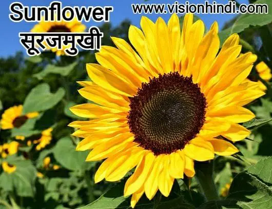 20+ List Of Rare Flowers Name in Hindi With Picture