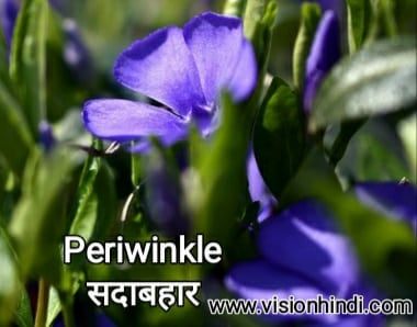 20+ List Of Rare Flowers Name in Hindi With Picture