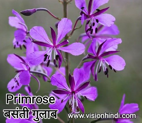 20+ List Of Rare Flowers Name in Hindi With Picture