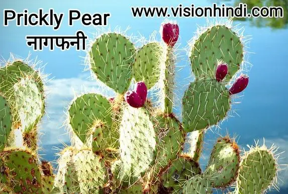 20+ List Of Rare Flowers Name in Hindi With Picture