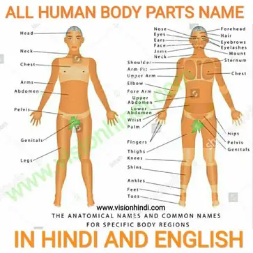 Body names. Human body Parts name in Hindi. All body Parts name in Hindi. Bodyparts Anatomy with names. Body Parts girl name.