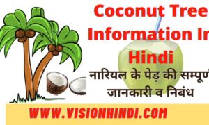 Coconut Tree Information In Hindi – नारियल के पेड़ पर निबंध व जानकारी