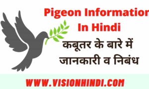 Information About Pigeon in hindi – कबूतर के बारे में जानकारी