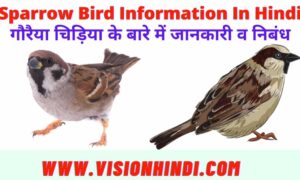 Information About Sparrow In Hindi गौरैया चिड़िया के बारे में जानकारी