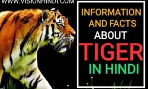 25 Interesting Facts About TIGER In Hindi बाघ की जानकारी